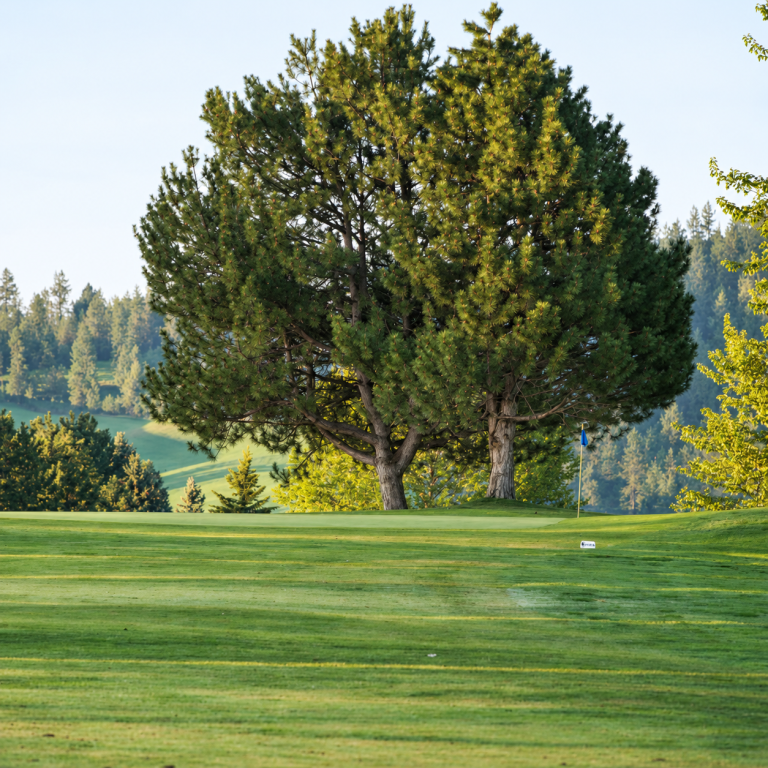 The Plains golf course green and pine trees — AI-enhanced operator photograph